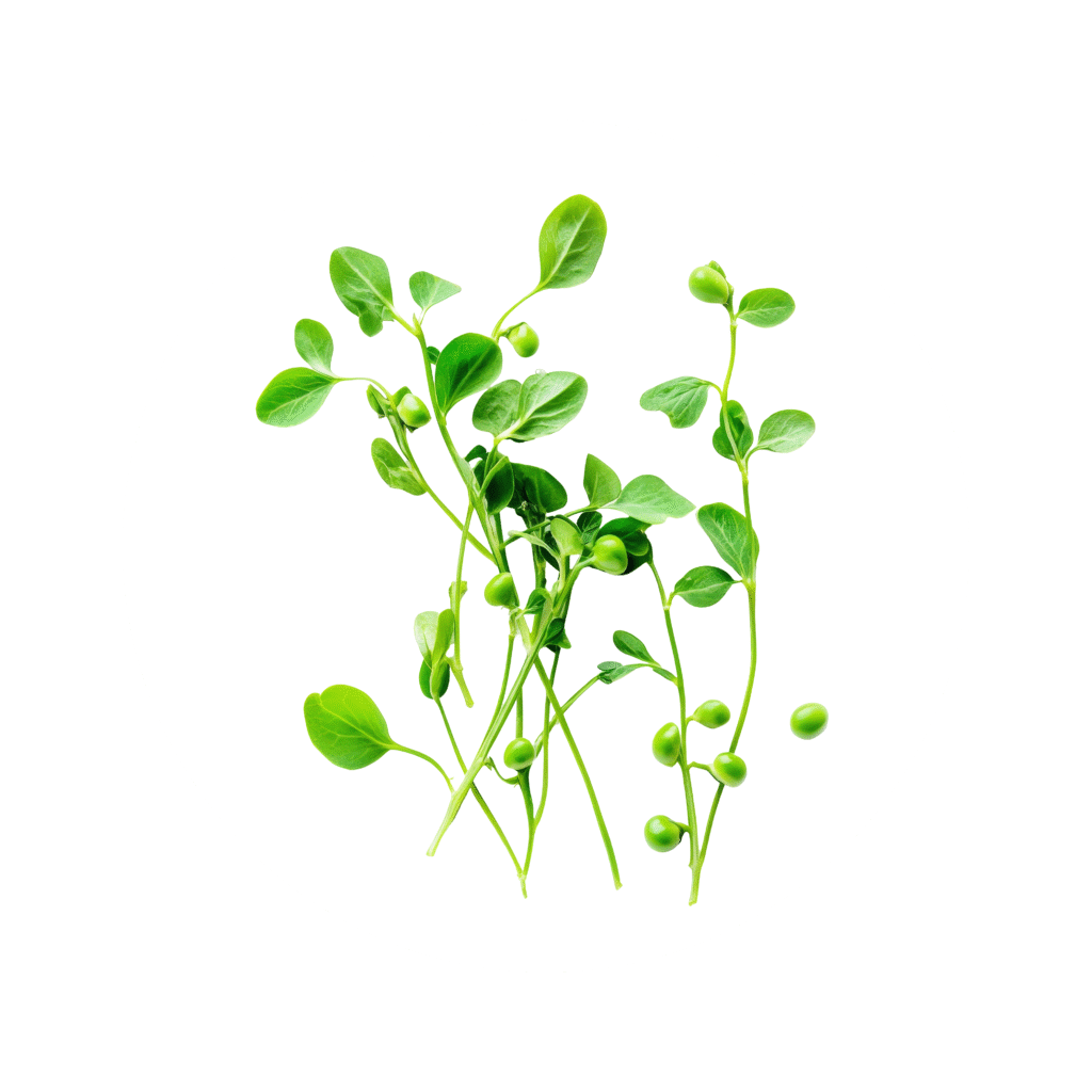 corheight Ingredients | Bacopa Monnieri Extract