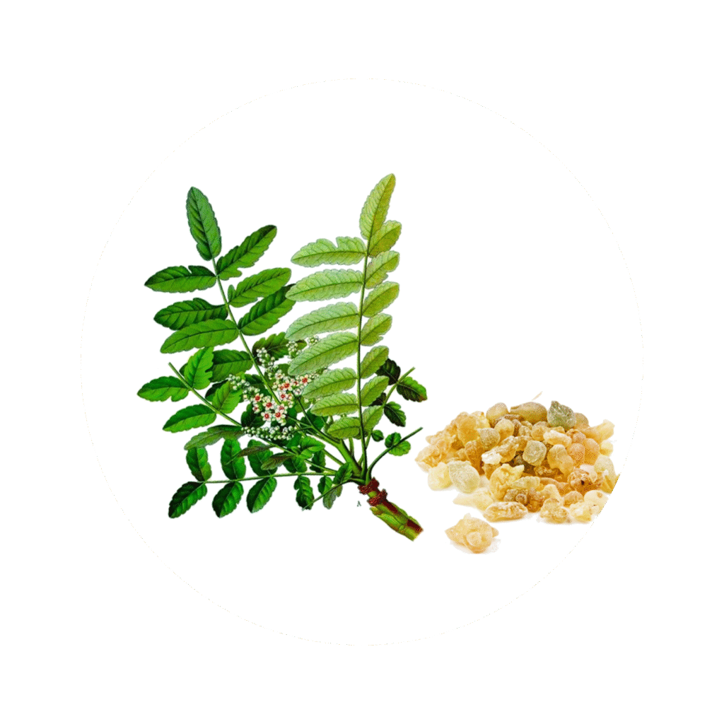 corheight Ingredients | Boswellia Serrata Extract