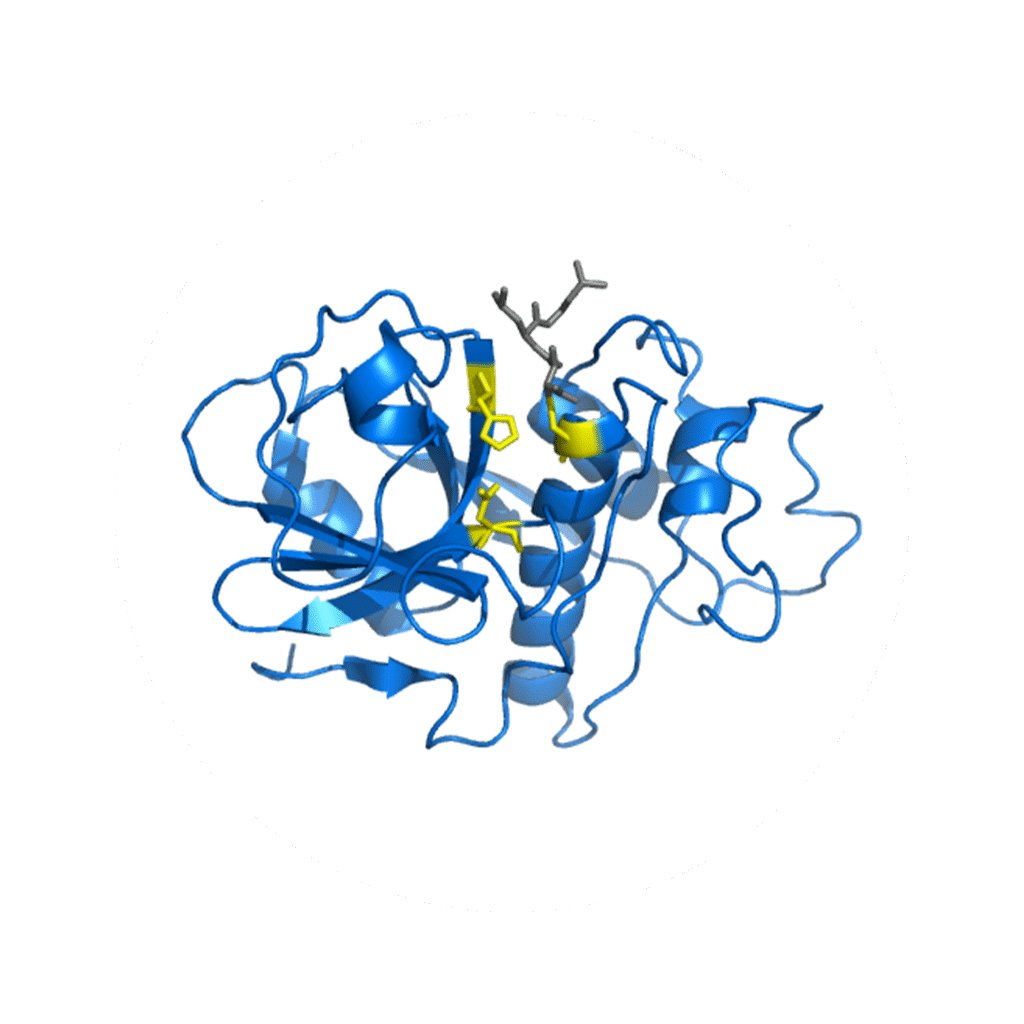corheight Ingredients | Digestive Enzyme Complex