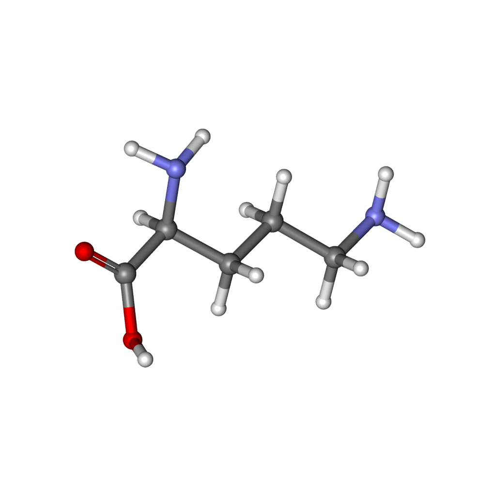 corheight Ingredients | L-Ornithine