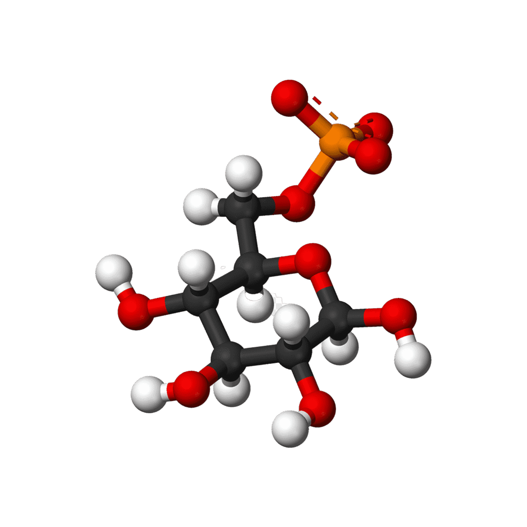 corheight Ingredients | Glucosamine Sulfate