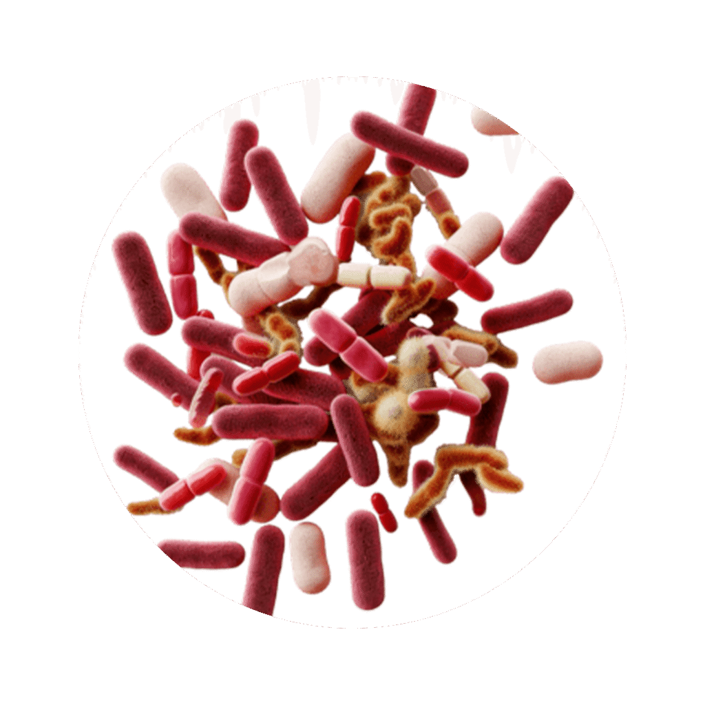 corheight Ingredients | Probiotic Blend
