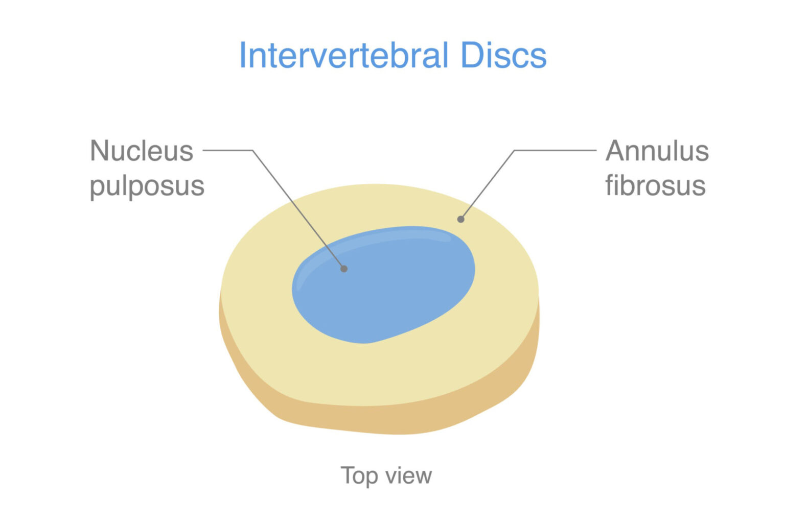 Anatomy of intervertebral discs illustrated.